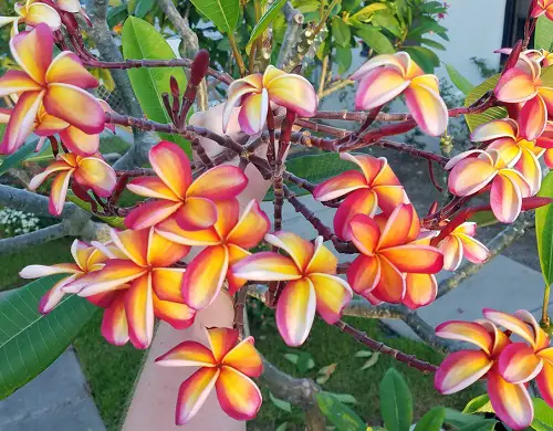 lovely Different Types of Plumeria Varieties