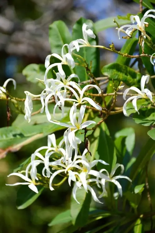 Types of Plumeria Varieties 
