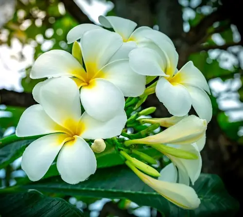Types and Varieties of Plumeria