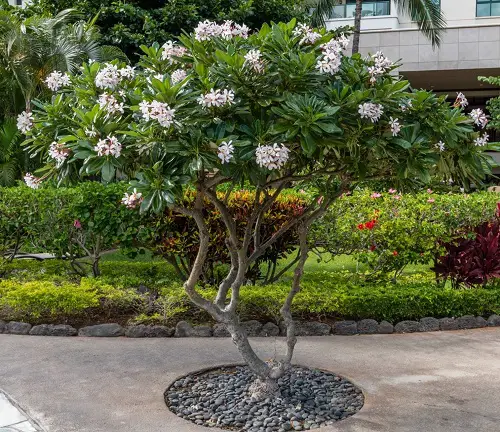 best Various Plumeria Varieties Types
