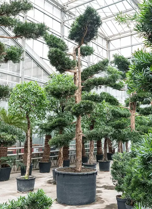 top Urban Jungle Plants 5