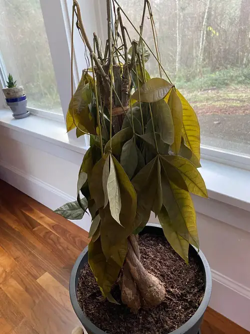 Money Tree Leaves Turning Yellow Reason: Underwatering