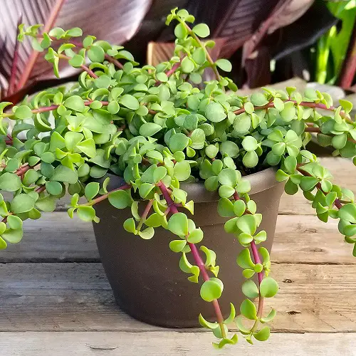 red stem plants in brown pot