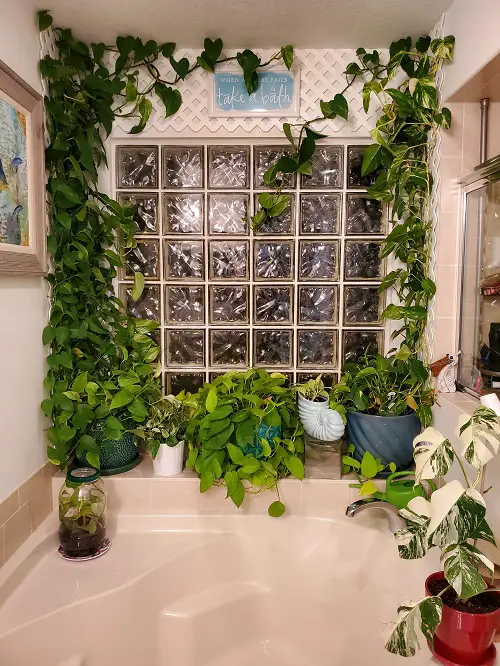 Amazing Ways to Display Pothos in Home 30 