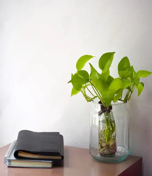 pothos Big Leaf Houseplants that Grow in Just Water