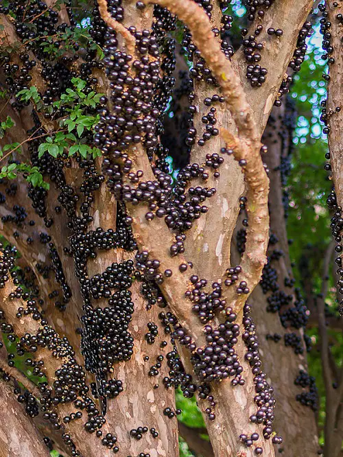 Mouthwatering Fruits That Begin With A
