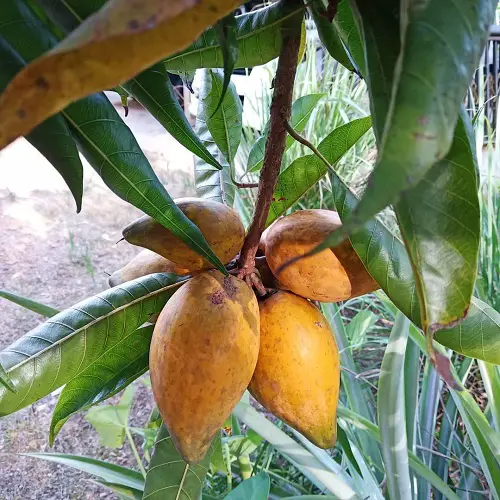 Fruits That Start With C letter