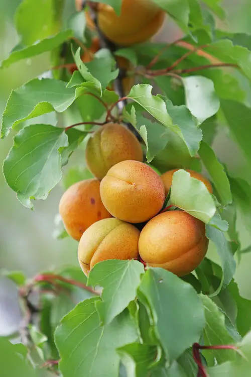 Man Made Fruits that Will Surprise You