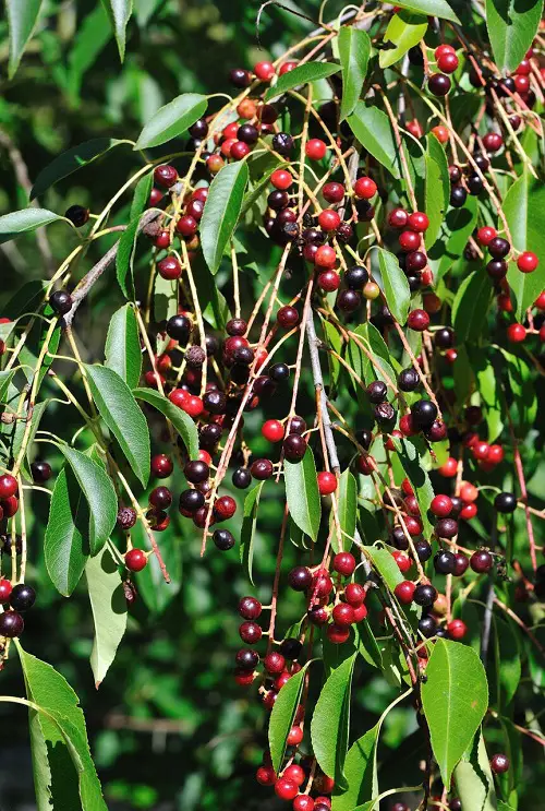 little Fruits That Start With C 