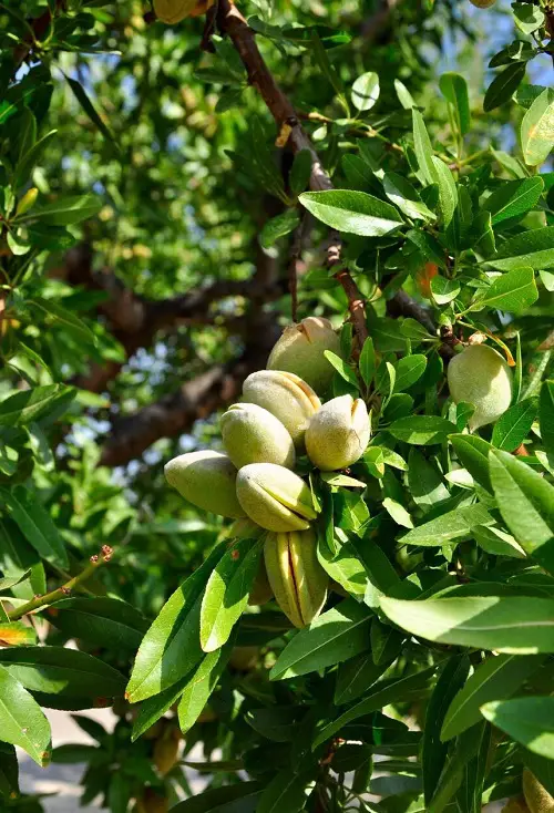 Fruits That Are Delectable And Start With A
