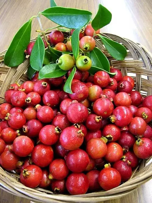 S named fruit 13