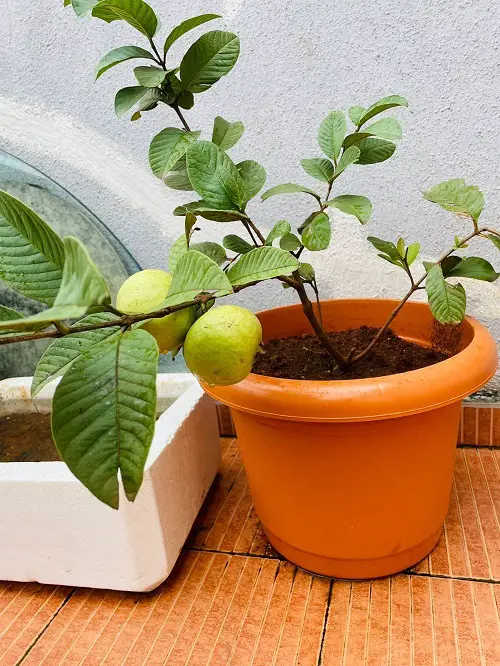 best Sweet Fruits That Begin With A
