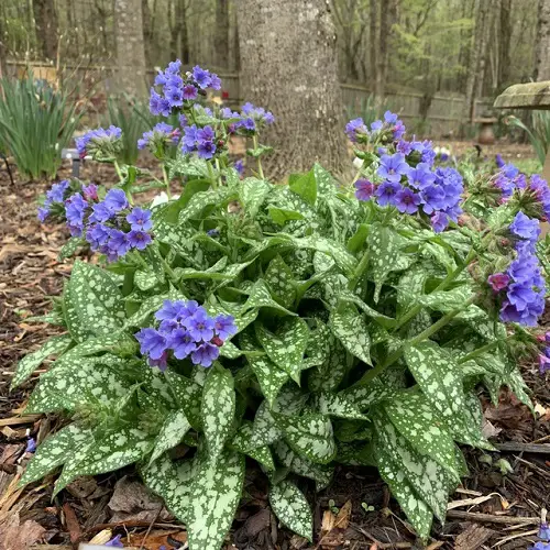 best plants to grow in shade 2