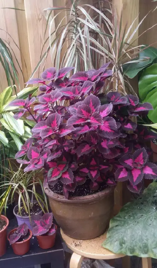 Best Varieties of Purple Coleus