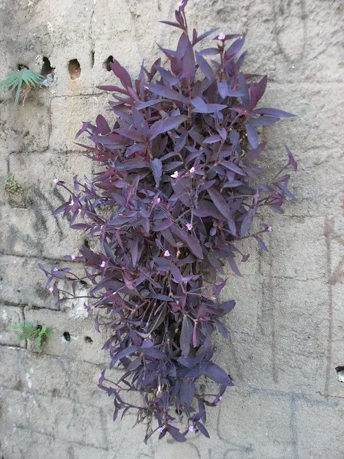 Lovely Trailing Flowers in Baskets That Hang