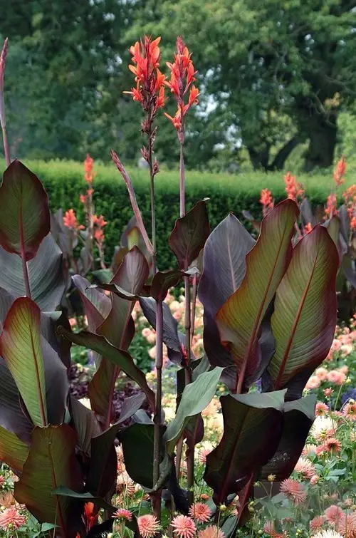 Tall Canna Lily Varieties in garden 