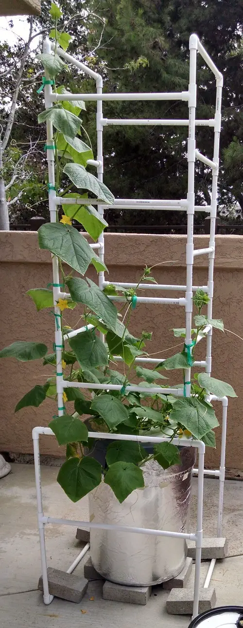 Plastic Pipes for Trailing Vines of Vegetable