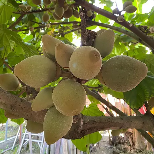 Fruits That Start With Q
