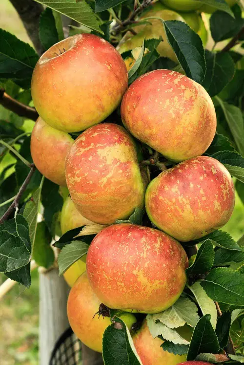 Fruits With a Q at the Beginning