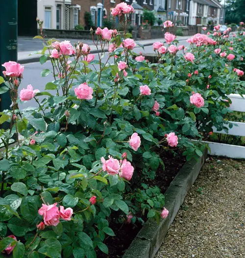 Stunning Garden Roses with Long Stems