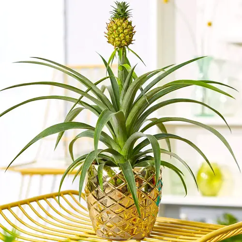 Fruits With a Q at the Beginning 