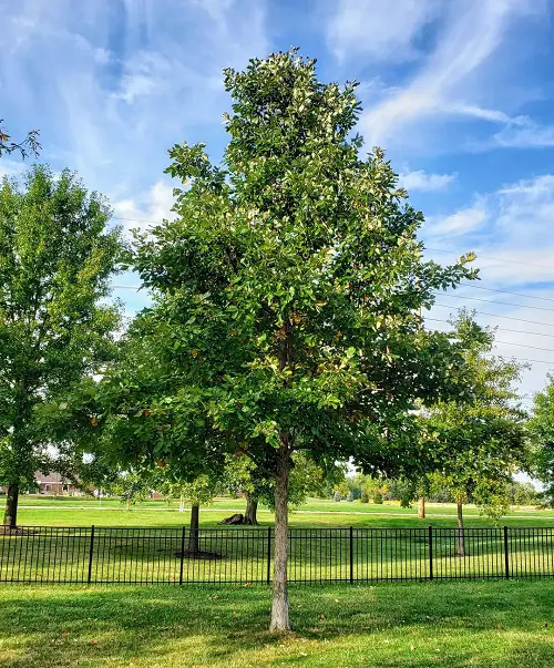 lovely Trees to Cut Down on Pollution