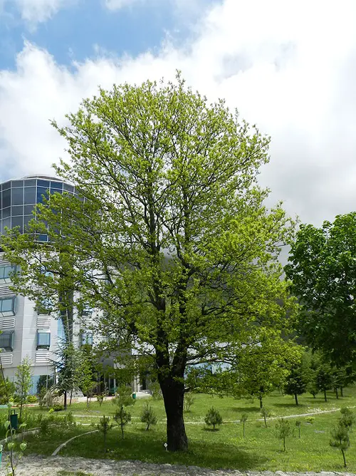  Best Trees to Reduce Pollution