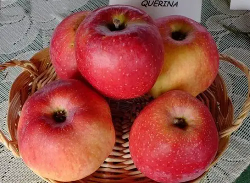 Fruits With a Q at the Starting Point