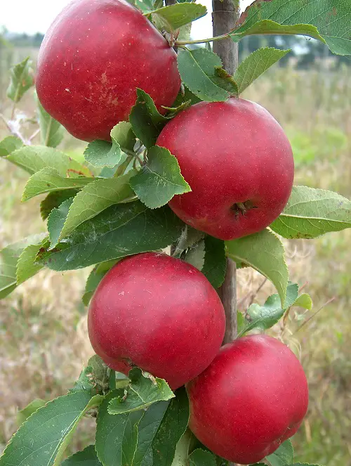 best Fruits That Start With R