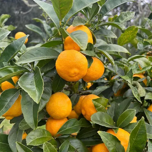 beautiful Fruits That Start With R