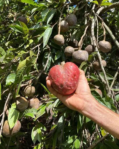 top best Fruits That Start With R
