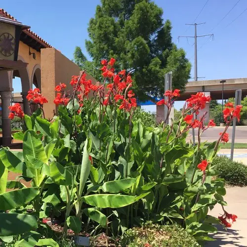 Tall Canna Lily Varieties in garden