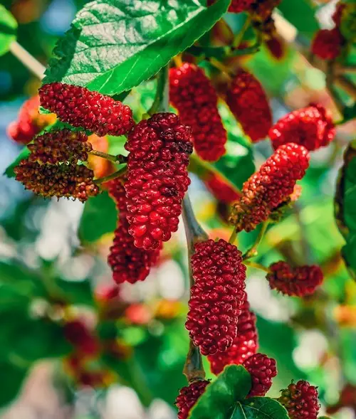 tasty Fruits With A R in Them