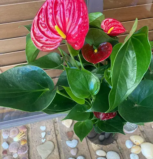 Requirements for Growing Red Peace Lily Plant