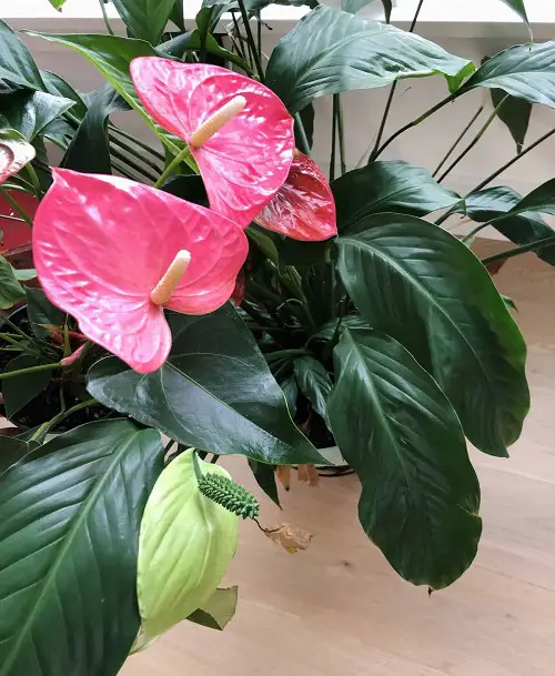 Red Peace Lily Care