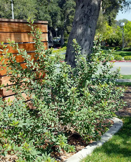 Amazing Common Native Plants in California