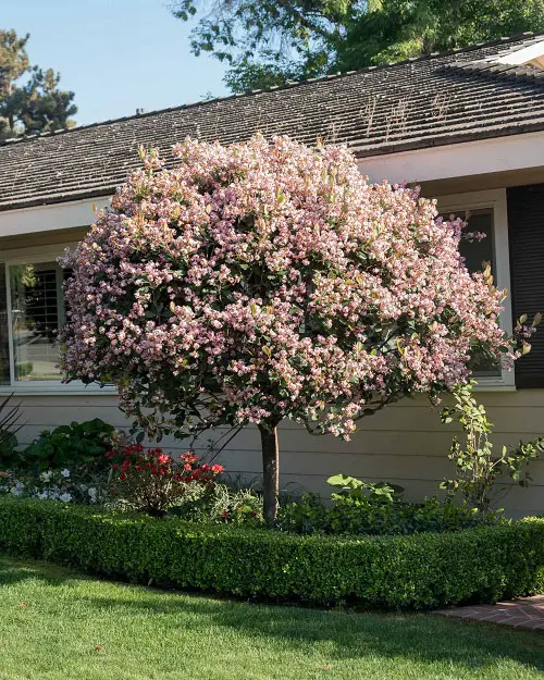 Best Indian Hawthorn Varieties 4