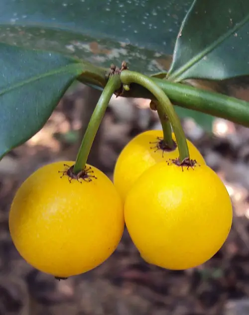 round shape Fruits That Start With C