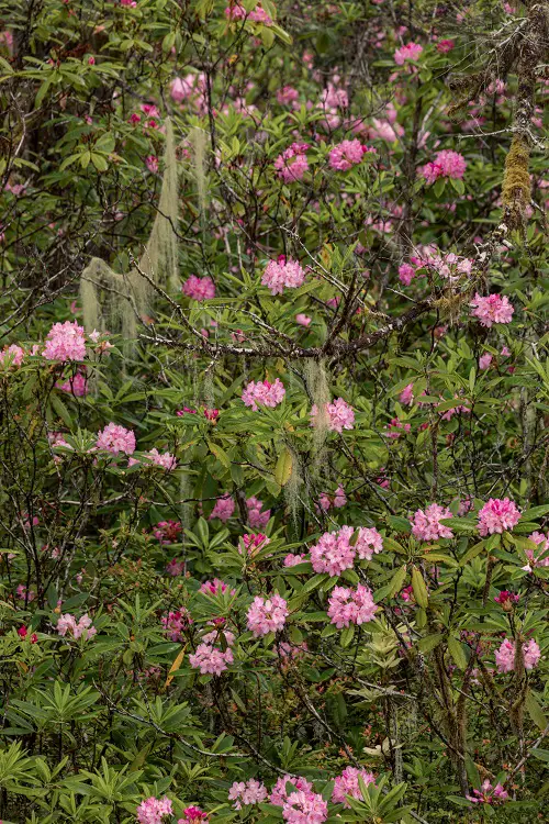 Common California Native Plants 23