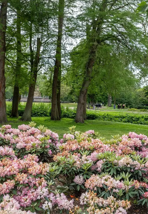 Maintenance Evergreen Shrubs 