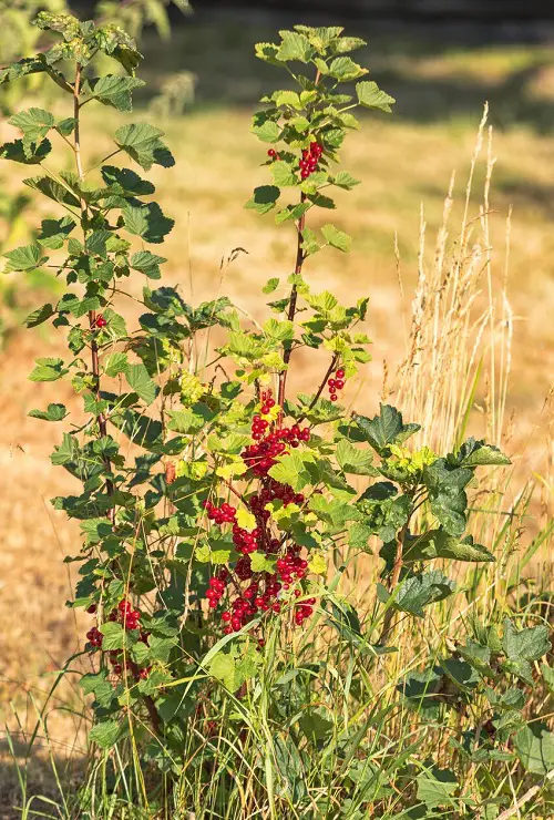 Common California Native Plants 