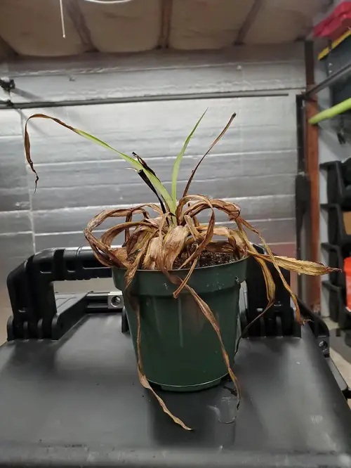 Indoor Plant Leaves Turning Black Reason: Root Rot