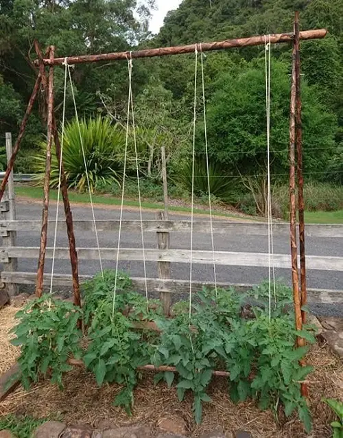 Twigs and Twines for Climbing Plants