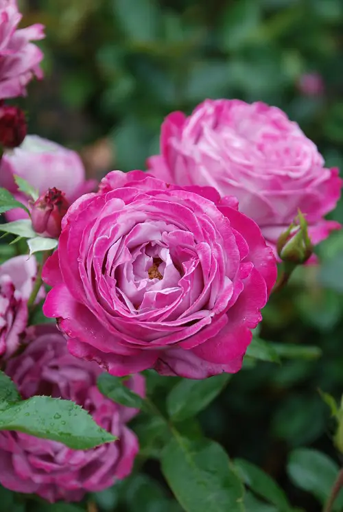 Beautiful Blue Rose Varieties