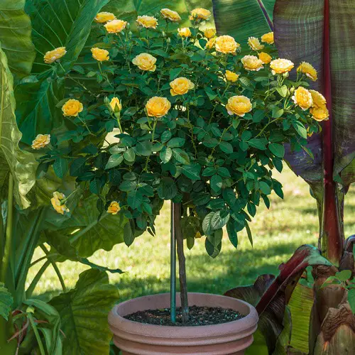 Different Yellow Rose Varieties