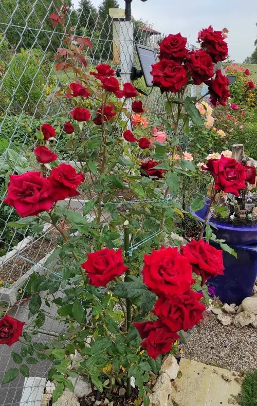Long Stem Roses for the Garden