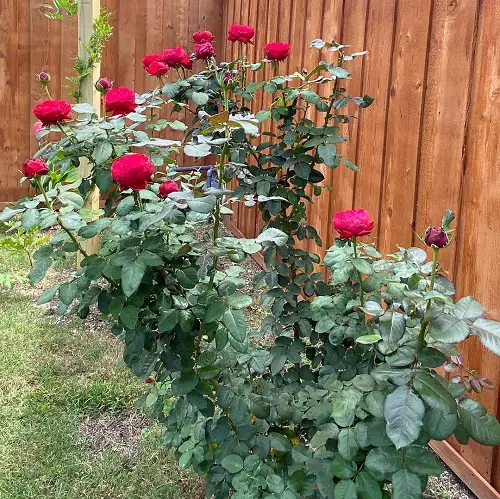 Gorgeous Garden Roses with Long Stems
