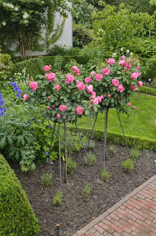 Long Stem Roses 