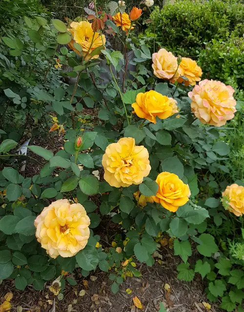 Different Types of Yellow Roses