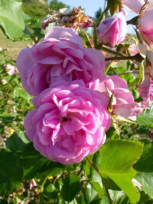 best Blue Rose Types